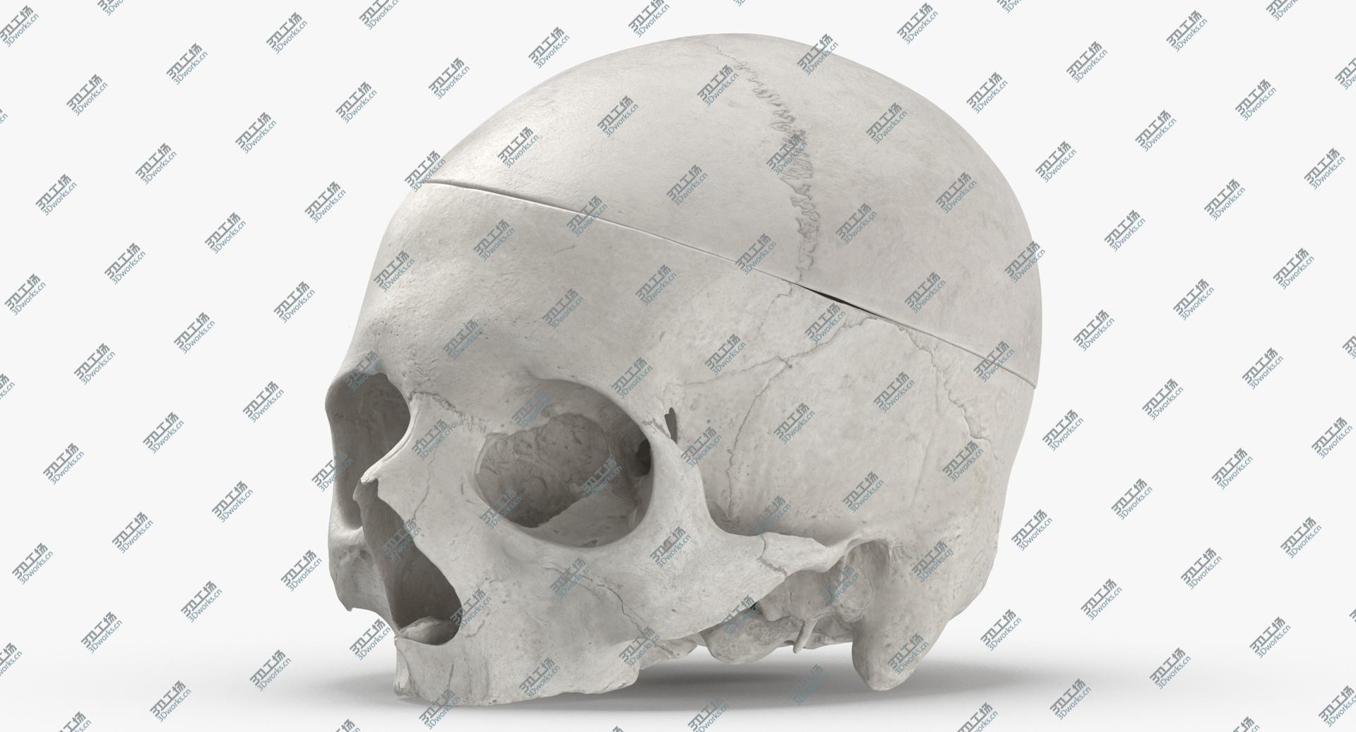 images/goods_img/2021040234/Real Human Skull Cranial 02 Cut With Piece White 3D/4.jpg